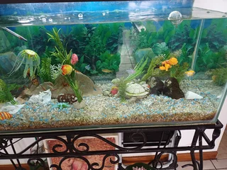 Fish tank aquarium