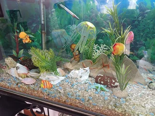 Fish tank aquarium