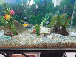 Fish tank aquarium