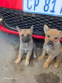 German Shepherd puppies
