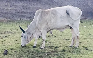 Big Brahman cow for sale