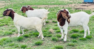 Goats for sale