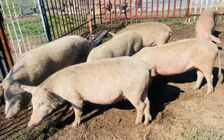Pigs for sale