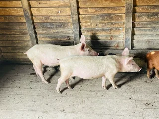 Piglets for sale
