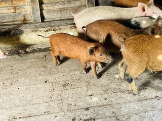 Piglets for sale