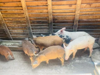 Piglets for sale