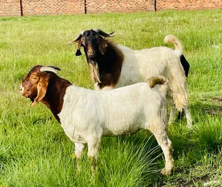 Goats for sale