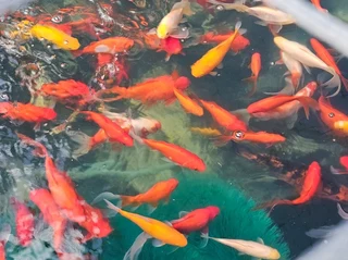 Big Goldfish /Big Comets for sale R100 -R170 each