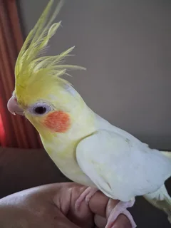 Pair of hand reared cockatiels and 1 handreared lovebird for sale