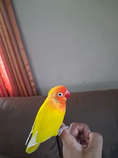 Pair of hand reared cockatiels and 1 handreared lovebird for sale