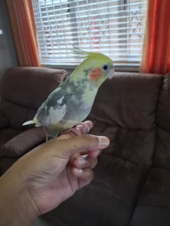 Pair of hand reared cockatiels and 1 handreared lovebird for sale