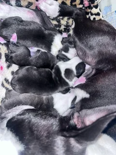 Boston terrier pups