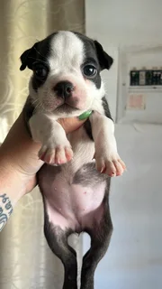 Boston pups for sale