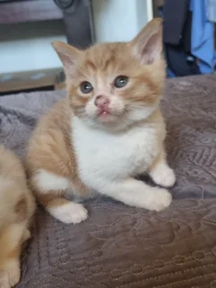 Kittens - Ad posted by Tana Coetzee