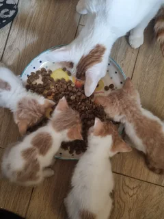 Kittens - Ad posted by Tana Coetzee