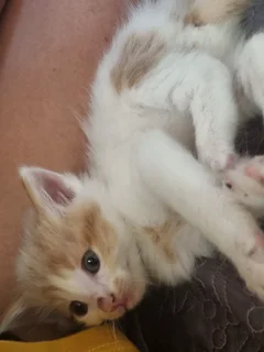 Kittens - Ad posted by Tana Coetzee