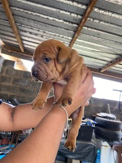 Pets - Ad posted by Waseela Rashid