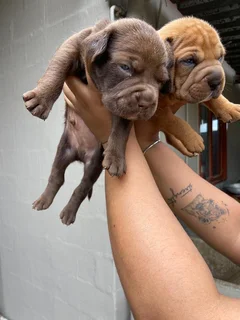 Pets - Ad posted by Waseela Rashid