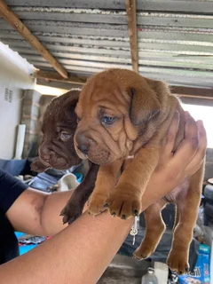 Pets - Ad posted by Waseela Rashid