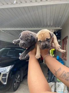 Pets - Ad posted by Waseela Rashid