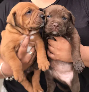 Pets - Ad posted by Waseela Rashid