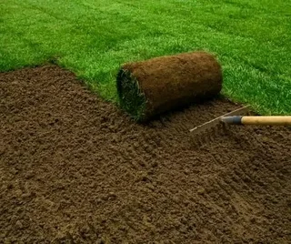 Grass Installation We Supply All Types Of Fresh Farm Grass At Affordable Pricebuffalo    Grasskikuyu