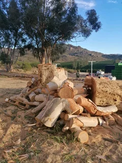 tree felling