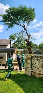 tree felling