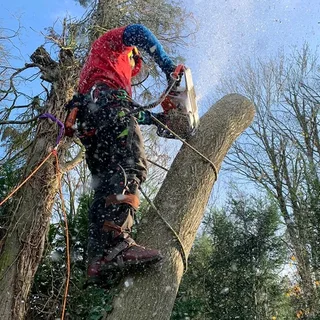 tree felling