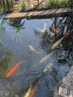 Large Koi For Sale