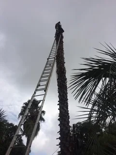 Expert Tree fellers &amp; Maintenance