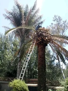 Expert Tree fellers &amp; Maintenance