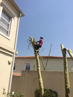 Expert Tree fellers &amp; Maintenance