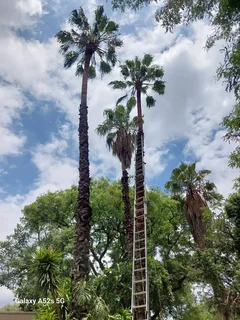 Expert Tree fellers &amp; Maintenance