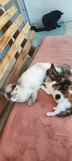 Maine Coone/Domestic Breed mixed kittens