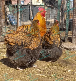 Fertile orpington eggs