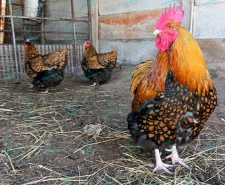 Fertile orpington eggs