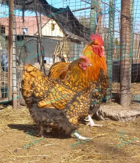 Fertile orpington eggs