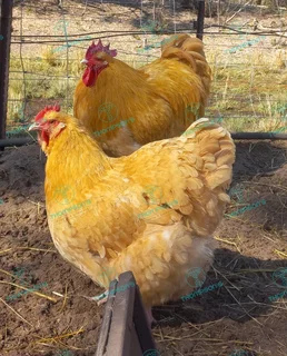 Fertile orpington eggs