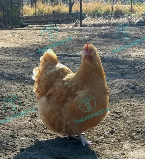 Fertile orpington eggs