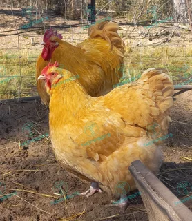 Fertile orpington eggs