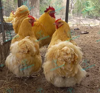 Fertile orpington eggs