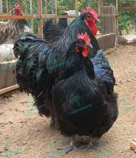 Fertile orpington eggs