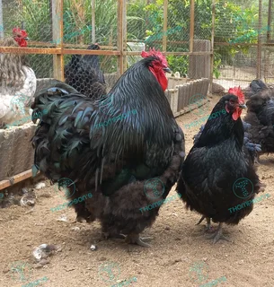 Fertile orpington eggs