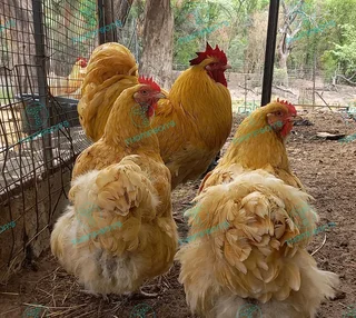 Fertile orpington eggs