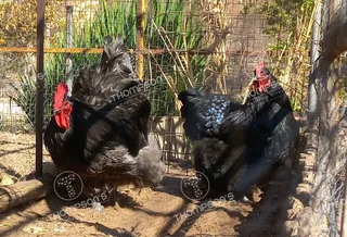 Fertile orpington eggs