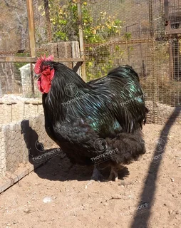 Fertile orpington eggs