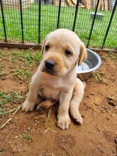 Beautiful Pure Bred Labrador Puppies for sale