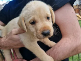 Beautiful Pure Bred Labrador Puppies for sale
