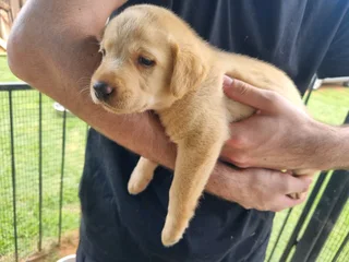 Beautiful Pure Bred Labrador Puppies for sale
